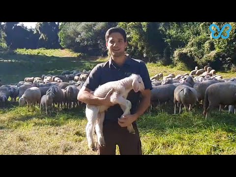 Dünger aus Schafwolle: Welche Wolle verwenden wir bei Falter Naturdünger?