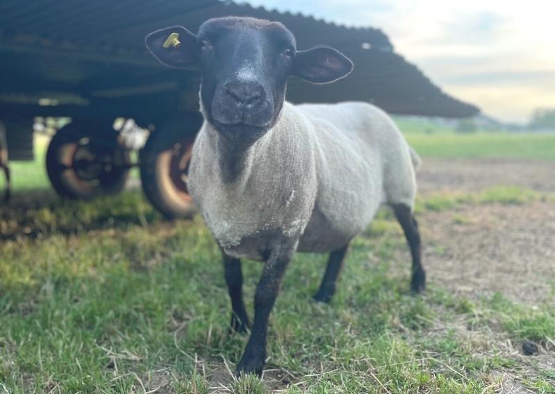 Ein Schafkopf-Schaf, kürzlich geschoren, blickt in die Kamera.