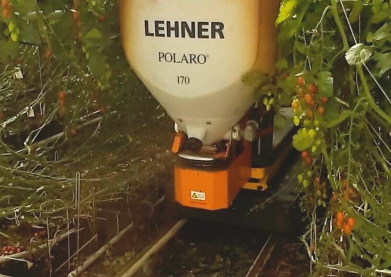 Düngerstreuer Lehner Polaro 170 im Einsatz im Gewächshaus für Tomaten. Hier beim Streuen von Schafwolldünger.