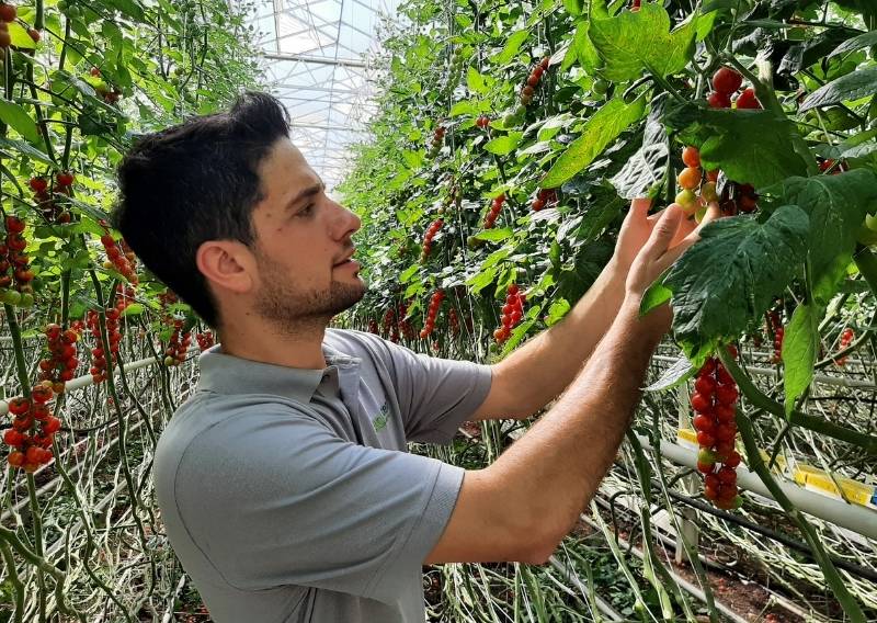 Johann Falter, Geschäftsführer der Falter Naturprodukte GmbH steht im Gewächshaus und betrachtet die Tomatenpflanzen, die mit Schafwolldünger gedüngt wurden.