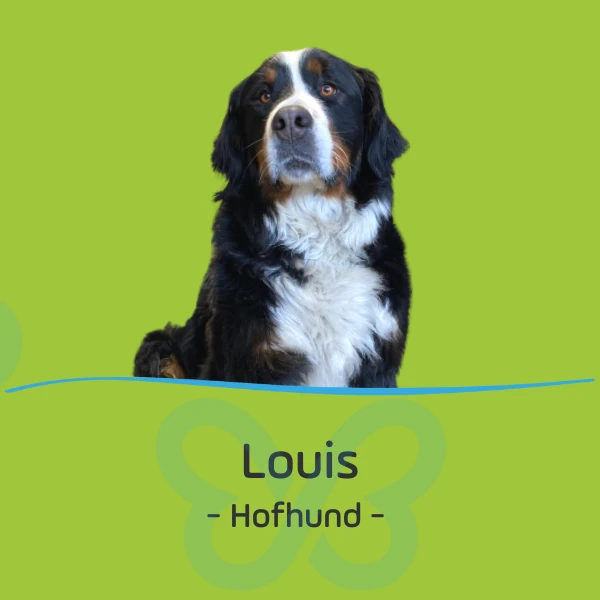 Louis - Hofhund